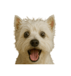 びっくり顔（犬編）（個別スタンプ：32）