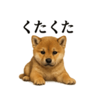仕事終わりの一言｜子犬の柴犬お疲れ（個別スタンプ：1）