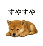 仕事終わりの一言｜子犬の柴犬お疲れ（個別スタンプ：2）