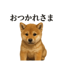 仕事終わりの一言｜子犬の柴犬お疲れ（個別スタンプ：3）