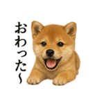 仕事終わりの一言｜子犬の柴犬お疲れ（個別スタンプ：5）