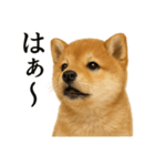 仕事終わりの一言｜子犬の柴犬お疲れ（個別スタンプ：7）