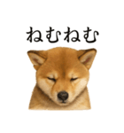 仕事終わりの一言｜子犬の柴犬お疲れ（個別スタンプ：8）