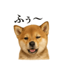 仕事終わりの一言｜子犬の柴犬お疲れ（個別スタンプ：9）