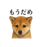 仕事終わりの一言｜子犬の柴犬お疲れ（個別スタンプ：10）