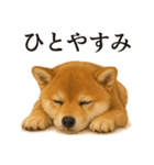 仕事終わりの一言｜子犬の柴犬お疲れ（個別スタンプ：11）