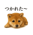 仕事終わりの一言｜子犬の柴犬お疲れ（個別スタンプ：13）