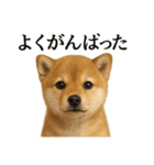 仕事終わりの一言｜子犬の柴犬お疲れ（個別スタンプ：16）