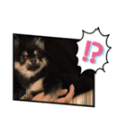 愛犬！くろまめスタンプ（個別スタンプ：1）