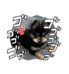 愛犬！くろまめスタンプ（個別スタンプ：2）