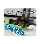 愛犬！くろまめスタンプ（個別スタンプ：3）