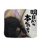 愛犬！くろまめスタンプ（個別スタンプ：4）