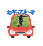 愛犬！くろまめスタンプ（個別スタンプ：5）