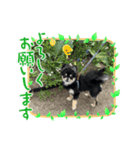 愛犬！くろまめスタンプ（個別スタンプ：6）