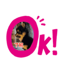 愛犬！くろまめスタンプ（個別スタンプ：7）