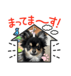 愛犬！くろまめスタンプ（個別スタンプ：8）