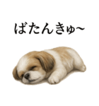 仕事終わりの一言｜リアル可愛いシーズー犬（個別スタンプ：3）