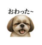 仕事終わりの一言｜リアル可愛いシーズー犬（個別スタンプ：6）
