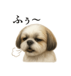 仕事終わりの一言｜リアル可愛いシーズー犬（個別スタンプ：8）