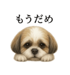 仕事終わりの一言｜リアル可愛いシーズー犬（個別スタンプ：9）
