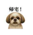 仕事終わりの一言｜リアル可愛いシーズー犬（個別スタンプ：13）
