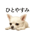 仕事終わりの一言〜リアルすぎる白いチワワ（個別スタンプ：1）
