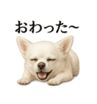 仕事終わりの一言〜リアルすぎる白いチワワ（個別スタンプ：10）