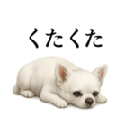 仕事終わりの一言〜リアルすぎる白いチワワ（個別スタンプ：12）