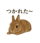 仕事終わりの一言｜リアル可愛いうさぎ（個別スタンプ：9）