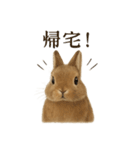 仕事終わりの一言｜リアル可愛いうさぎ（個別スタンプ：10）
