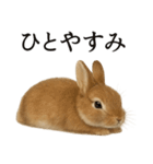 仕事終わりの一言｜リアル可愛いうさぎ（個別スタンプ：11）
