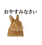 仕事終わりの一言｜リアル可愛いうさぎ（個別スタンプ：12）