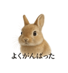 仕事終わりの一言｜リアル可愛いうさぎ（個別スタンプ：13）