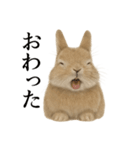 仕事終わりの一言｜リアル可愛いうさぎ（個別スタンプ：15）