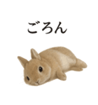 仕事終わりの一言｜リアル可愛いうさぎ（個別スタンプ：16）