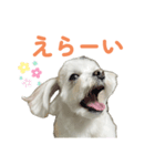 毎日使えるマルチーズスタンプ（個別スタンプ：1）