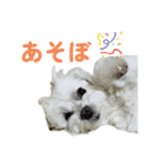 毎日使えるマルチーズスタンプ（個別スタンプ：2）