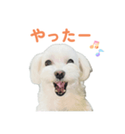 毎日使えるマルチーズスタンプ（個別スタンプ：3）