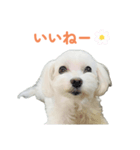 毎日使えるマルチーズスタンプ（個別スタンプ：4）