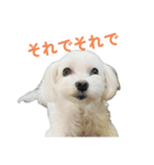 毎日使えるマルチーズスタンプ（個別スタンプ：5）
