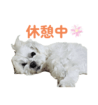 毎日使えるマルチーズスタンプ（個別スタンプ：6）