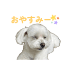 毎日使えるマルチーズスタンプ（個別スタンプ：8）
