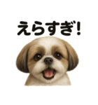 【褒め上手】ポジティブなシーズー犬ライン（個別スタンプ：1）
