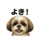 【褒め上手】ポジティブなシーズー犬ライン（個別スタンプ：6）