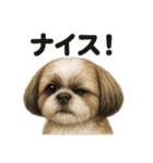 【褒め上手】ポジティブなシーズー犬ライン（個別スタンプ：8）