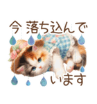 今を使える梅雨と初夏の水彩ねこ‎︎✿（個別スタンプ：8）