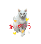 ひふみ2025（個別スタンプ：4）