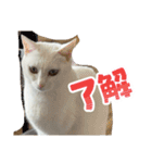 ひふみ2025（個別スタンプ：13）