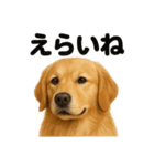 【褒め上手】ゴールデンレトリバーの挨拶（個別スタンプ：14）