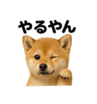 【褒め上手】リアル可愛い子犬の柴犬ライン（個別スタンプ：1）